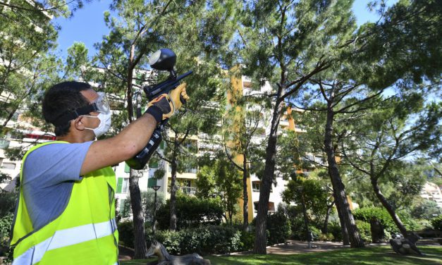 Pine and palm tree pests to lose their sex lives