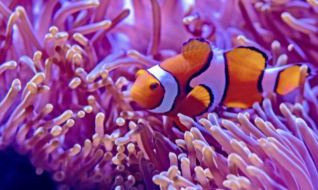 Oceanographic Institute becomes first member of Global Coalition for Biodiversity