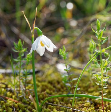 Very local and endangered flower helped by Principality