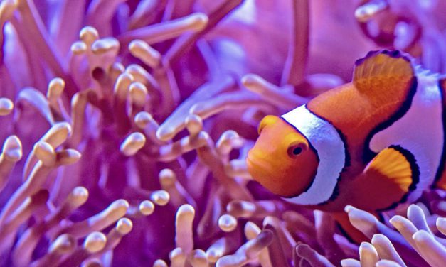 Monaco Ocean Protection Challenge launched in 2021 edition