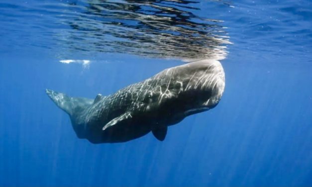 Conference on Conservation of Cetaceans enjoys successful fifth edition
