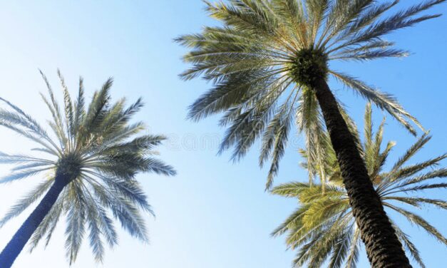 Chequered flag for palm trees