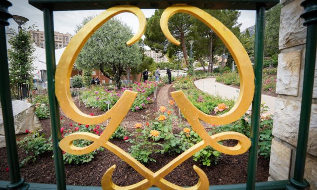 International Rose Competition: readers invited to vote for Public Prize