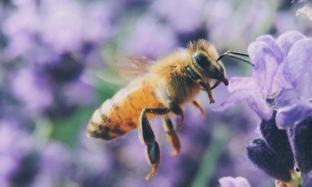 APIdays return to the Principality to raise awareness for bees