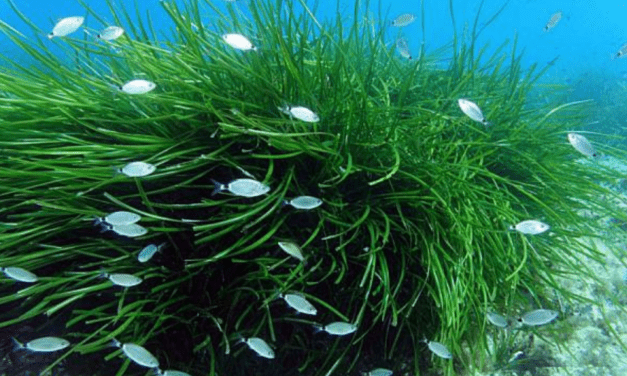 Endangered plant poses problem for luxury yachts and their crews