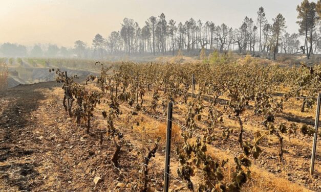 Winegrowers count cost of recent Var fires
