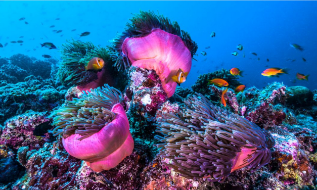 Monaco passes torch on coral reef protection