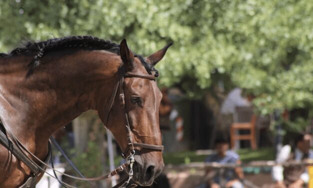 UIPM drops horse-riding in favour of cycling