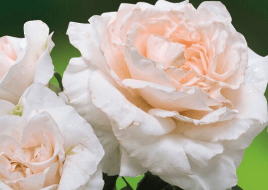 Friends of Princess Grace Rose Garden announce competition winners