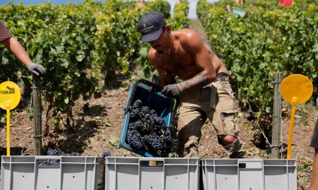 Hot, dry summer forces early start to Champagne harvest