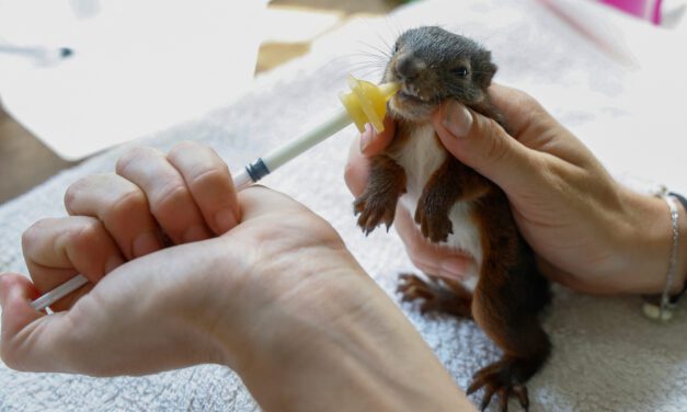 Shelter rescues parched animals as France bakes in third heatwave