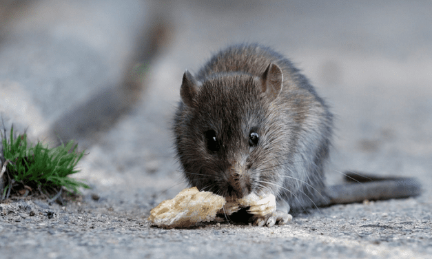 Unsurprisingly, fewer rats in Monaco than Beausoleil