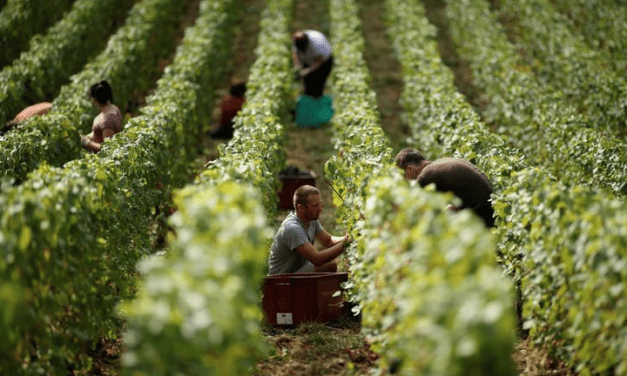 A good year for Champagne – drought problem elsewhere