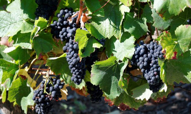 France to make twice as much Champagne this year, more wine