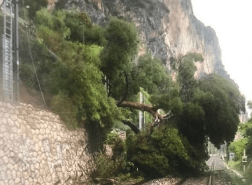 Fallen pine tree blocks rail traffic to Monaco