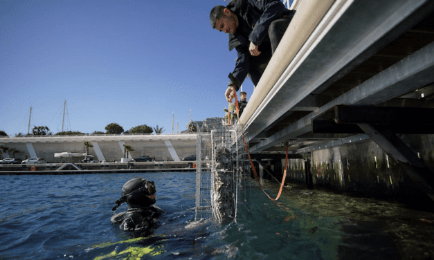 Biohuts replicate sandy bottoms in Ports of Monaco