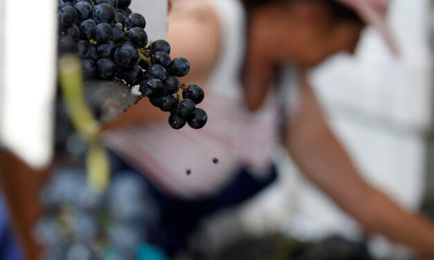 Struggling Bordeaux wine producers offered aid to clear stocks