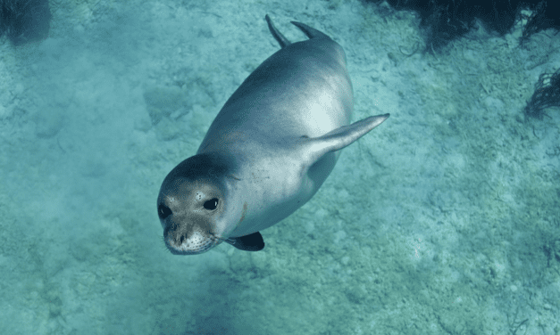Considerable success for Pelagos Voluntary Fund