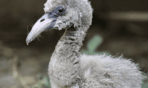 Young flamingo dies after night attack
