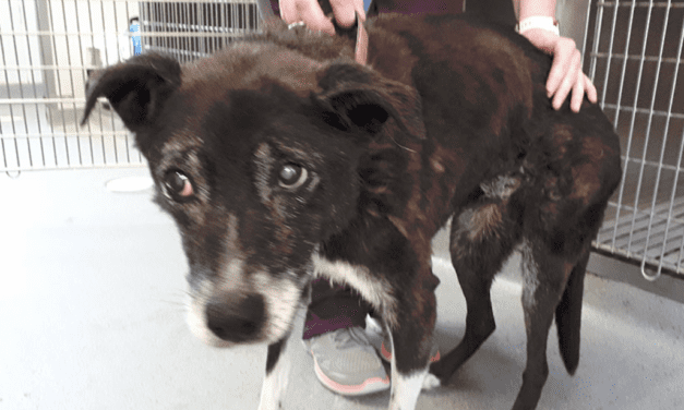 French animal shelters overwhelmed by abandoned pets