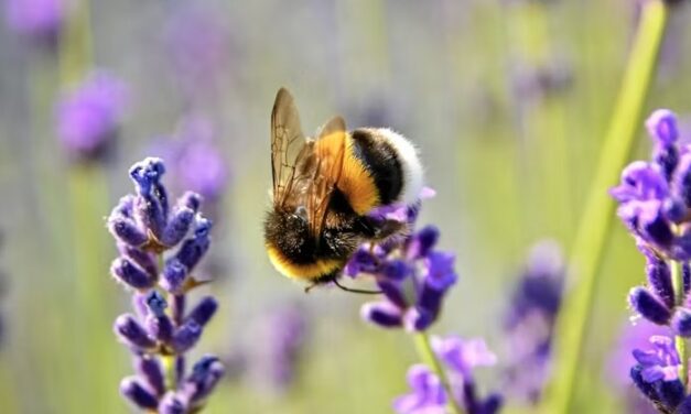 Apidays return to Monaco, focus on ‘The bee, sentinel of the environment’