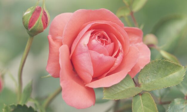 Festivities return to Princess Grace Rose Garden with International Rose Competition