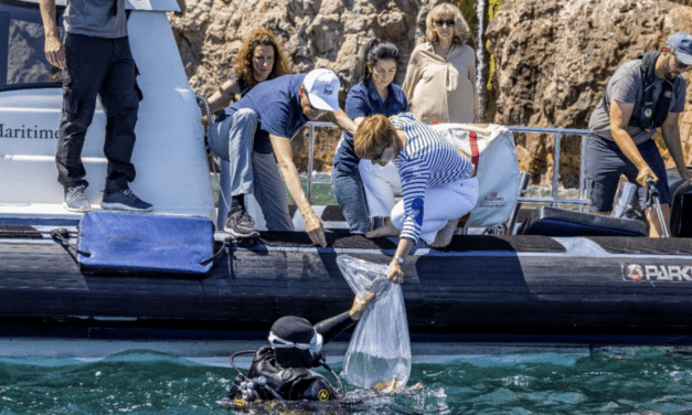 Lucky fish, rescued in Larvotto, returned to the sea
