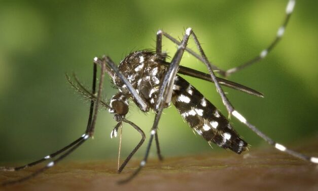 Monaco establishes mosquito surveillance system to combat dengue fever