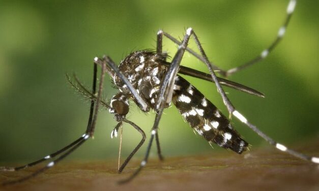 Suspected Dengue Case triggers mosquito control measures in Monaco