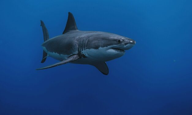 Jaws in the Med as rare great white shark sighting sparks awe and alarm