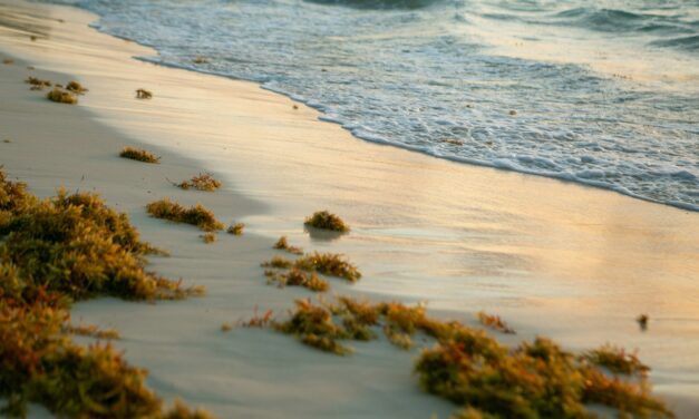 Monegasque start-up earns top environmental label for eco-friendly algae solution
