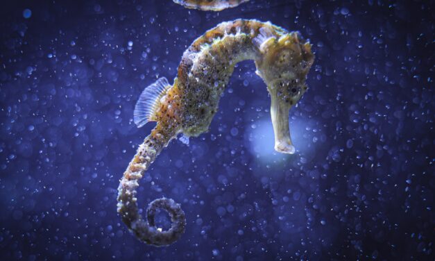 Monaco Reaffirms Commitment to Saving Iconic Marine Species