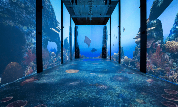 Dive into fun at the Oceanographic Museum this holiday season
