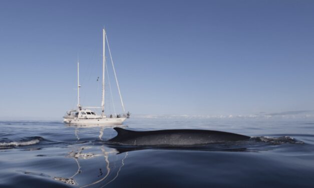 Pelagos Agreement celebrates 25 years of protecting Mediterranean marine life