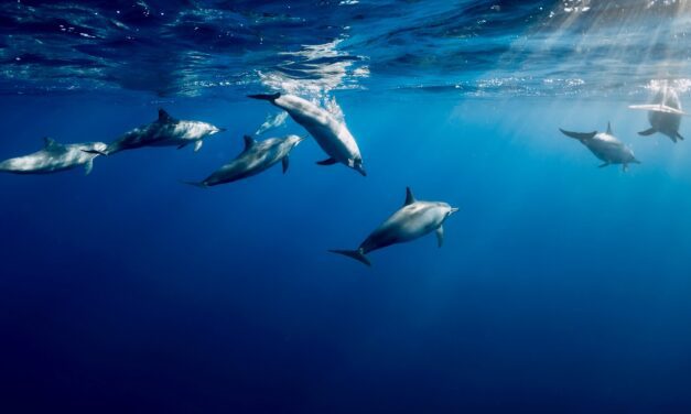 Pelagos Sanctuary undergoes review for mediterranean specially protected area status