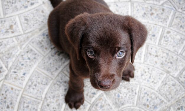 Monaco’s Metropole Shopping Center to host METROPAW