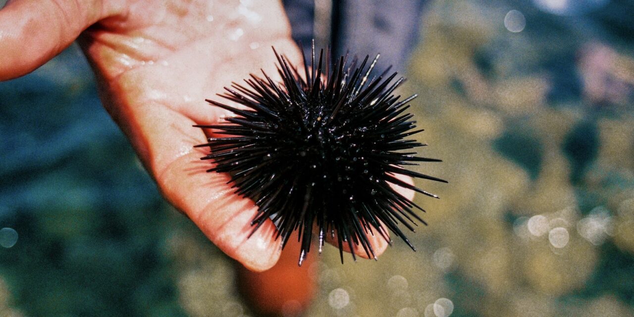 Monaco hosts sea urchin festival at Condamine Market