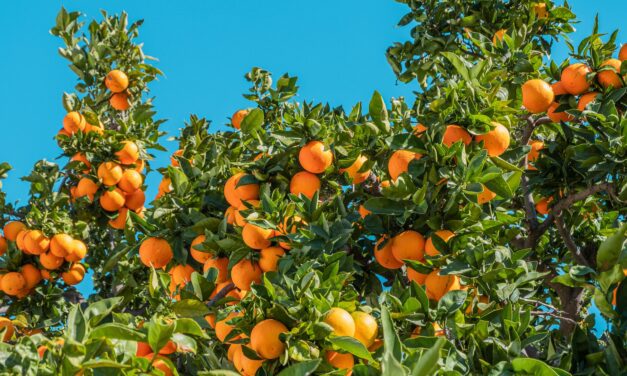 A liqueur of excellence rooted in Monaco’s heritage