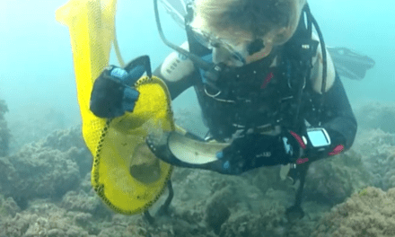 BeMed celebrates a decade of action against plastic pollution