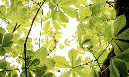 Monaco marks World Environment Day with plastic-free initiatives and community events