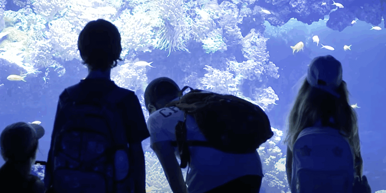 When the ocean becomes a playground