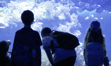 When the ocean becomes a playground