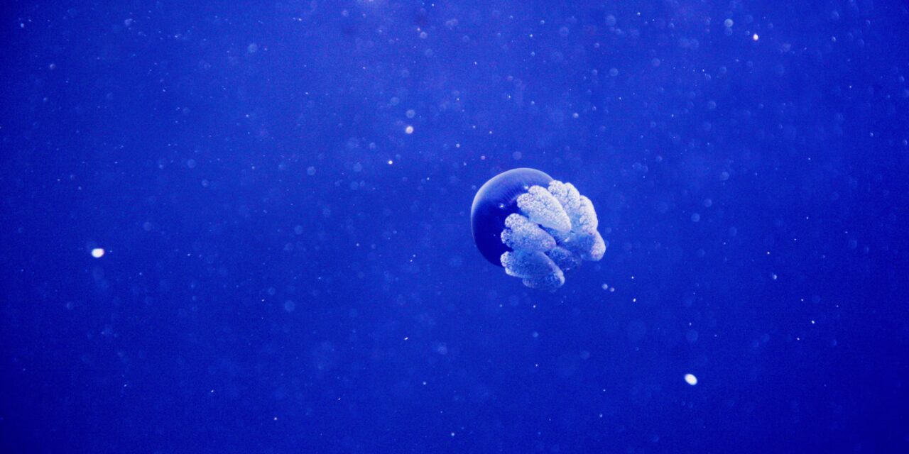 Monaco joins a space and sea alliance to protect the oceans