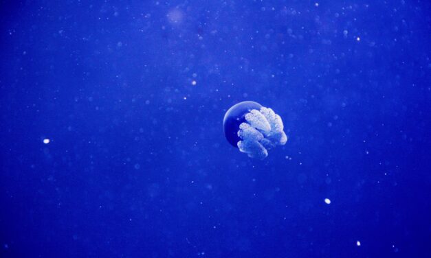 Monaco joins a space and sea alliance to protect the oceans