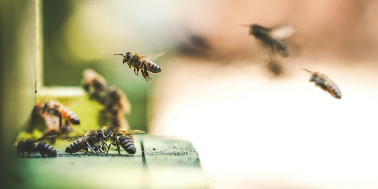 Young students learn the vital role of bees in preserving the planet