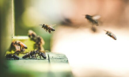 Young students learn the vital role of bees in preserving the planet