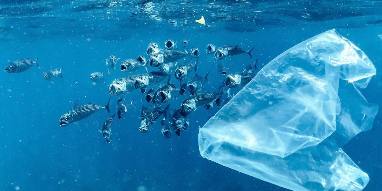 Monaco raises awareness about zero plastic for World Environment Day