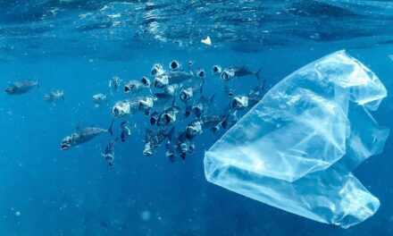 Monaco raises awareness about zero plastic for World Environment Day