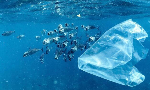 Monaco raises awareness about zero plastic for World Environment Day