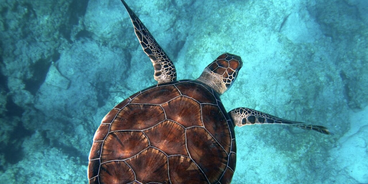 Monaco exhibition inspires young ocean defenders through art and play